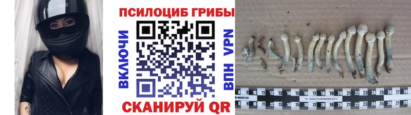 Псилоцибиновые грибы GOLDEN TEACHER  закладки  Дмитров 